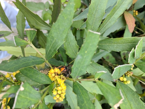 Berberis fortunei (Berberis fortunei)