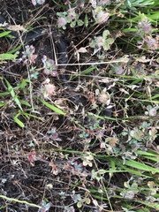 Thamnophis hammondii