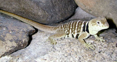 Baja California Collared Lizard photo 3