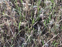 Thamnophis hammondii