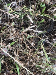 Thamnophis hammondii