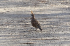 Callipepla douglasii