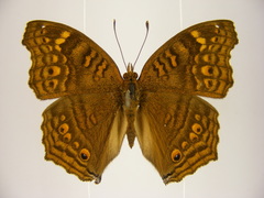 Junonia chorimene