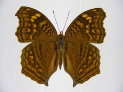 Junonia chorimene