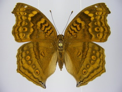 Junonia chorimene