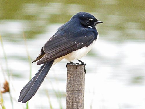 Willie Wagtail, photo 7 of 10