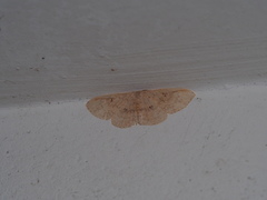 Perixera illepidaria