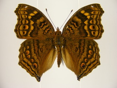 Junonia chorimene