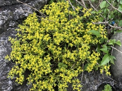 Sedum formosanum