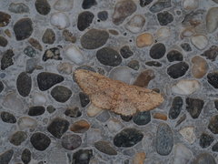 Perixera illepidaria