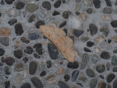 Perixera illepidaria