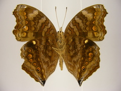 Junonia chorimene