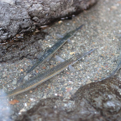 Hyporhamphus ihi