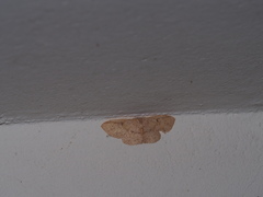 Perixera illepidaria