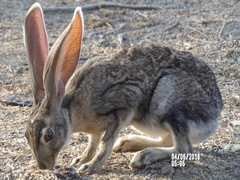 Lepus alleni