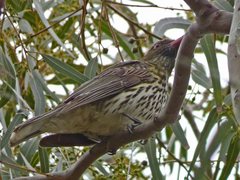 Oriolus sagittatus affinis