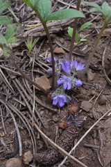 Hydrophyllum alpestre