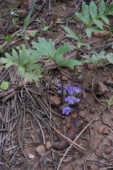Hydrophyllum alpestre