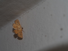 Cataclysta angulata