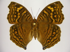 Junonia chorimene
