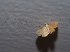 Cataclysta angulata