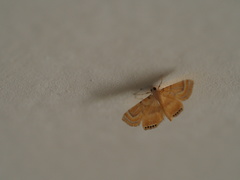 Cataclysta angulata