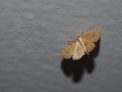 Cataclysta angulata