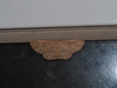 Perixera illepidaria