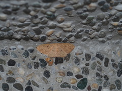 Perixera illepidaria