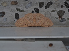 Perixera illepidaria