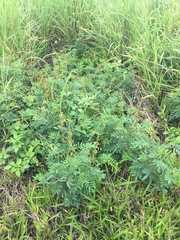 Tephrosia noctiflora