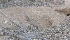 Heloderma horridum