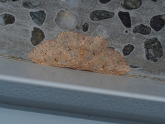 Perixera illepidaria