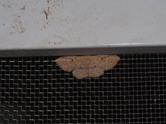 Perixera illepidaria