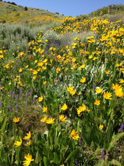 Wyethia amplexicaulis