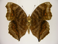 Junonia chorimene