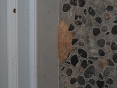 Perixera illepidaria