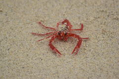 Grimothea planipes