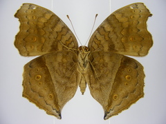 Junonia chorimene