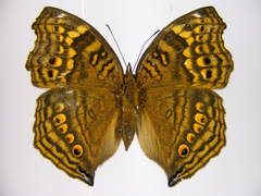 Junonia chorimene