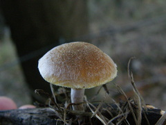 Gymnopilus ferruginosus