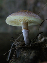 Gymnopilus ferruginosus