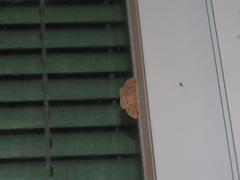 Perixera illepidaria