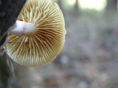 Gymnopilus ferruginosus