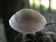 Gymnopilus ferruginosus