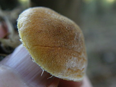Gymnopilus ferruginosus