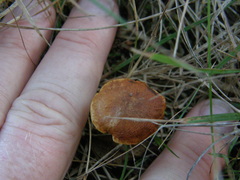 Gymnopilus ferruginosus