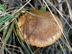 Gymnopilus ferruginosus