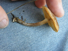 Gymnopilus ferruginosus
