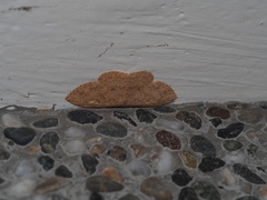 Perixera illepidaria